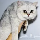 قطه سكوتش فولد