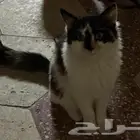 قط انثى لتبني