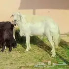 الخرج رفيديات وليد بفحلها