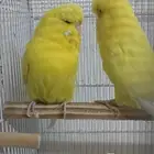 (تم البيع ) زوج بادجي انجليزي لاتينو(تم البيع)