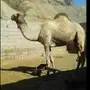 ناقة للبيع كاش او بديل 