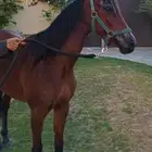 مهره شعبيه فاخره