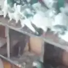 رماح