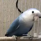 زوج روز