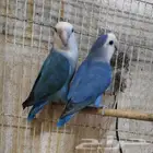 حبيت روز للبيع مجهولين.احتمال دكور