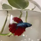 سمك بيتا فايتر اشكال تاخذ العقل