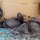 زاجل سباق طبة جان اردن جاهزة مجرب اخوانها ابطال
