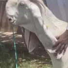 عنز مطوره بيضا