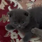 كيتن سكوتش فولد وستريت
