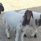 رخال فواخر