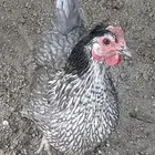 دجاج وديك للبيع