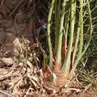 فراخة نخل للبيع