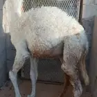 قعدان