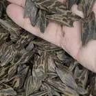 عود التايقر الدرجة الأولى