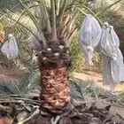 نخيل للبيع بجميع المقاسات عربي واشنطني