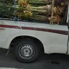 يوجد الدنيا نخل مثمر وزينه