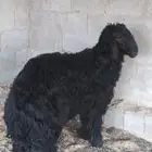 خروف للبيع