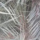 العنوان شقراء