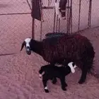 نعجة والد عمرها سدس الموقع الشملي