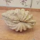 صدفه بحريه معمره