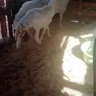 طليان حبص 6شهور