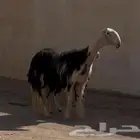 نجد متابيع صنف