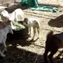 دواغير وتاكل برسيم 