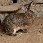 ارانب منتجه