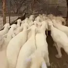 عرض مواشي