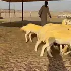 غنم حريات رخال