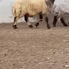 فحل نعيم صنف للبيع