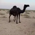 عشراء بكر تحتهاء قعود