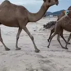 ضروبه حمراء شاق على جميع الشروط