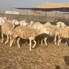 غنم حريات حرش ووبره ملكية خاصة