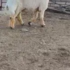 فحل نعيم صنف للبيع