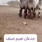 جدعان نعيم صنف للبيع