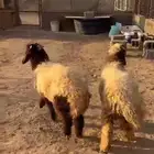 خرفان للبيع