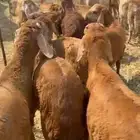 اعلان مواشي
