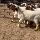 جدعان نعيم صنف فاخر للبيع