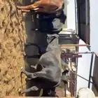 عجول كولمبي - برازيلي