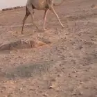 للبيع القعود الباتلي مستقبل فحل