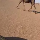 للبيع ابل كفو مجاهيم وخلفه حمرا