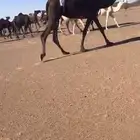 ضرايب مجاهيم