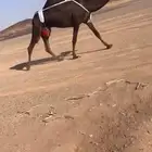 ضرايب مجاهيم كفو