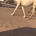 لبيع الابل الكفو