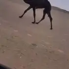 بكرة كفو فردية