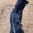 كلب رويال بلاك