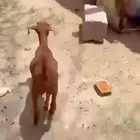 تم البيع