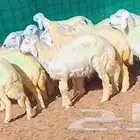 طليان حريه سمان ومقفلات شرط اضاحي تم البيع