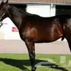 خيول للبيع 20 عدد خيل انجليزي وغيره